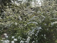 CB905A68-E019-415B-A747-E271453862B9.jpeg CB905A68-E019-415B-A747-E271453862B9.jpeg