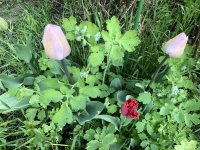 C8D8D176-C753-4D08-8A4E-55D978E30188.jpeg C8D8D176-C753-4D08-8A4E-55D978E30188.jpeg