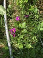 CB1B3EE0-FB90-4743-8DA4-B79A554595FC.jpeg CB1B3EE0-FB90-4743-8DA4-B79A554595FC.jpeg