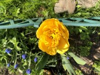 81C0D68F-12AF-4C3A-891B-AEAF74D9296C.jpeg 81C0D68F-12AF-4C3A-891B-AEAF74D9296C.jpeg