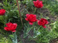 5A67E200-B426-40A8-9280-DA7C745702EE.jpeg 5A67E200-B426-40A8-9280-DA7C745702EE.jpeg