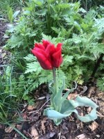 E41AF370-4952-4B38-9ADF-81F1E6AE0279.jpeg E41AF370-4952-4B38-9ADF-81F1E6AE0279.jpeg