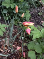 CE6B6763-37BA-477E-88AC-ADD195A81EFE.jpeg CE6B6763-37BA-477E-88AC-ADD195A81EFE.jpeg