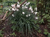 4F0DC502-171D-4FFA-86E2-79D464A726CE.jpeg 4F0DC502-171D-4FFA-86E2-79D464A726CE.jpeg