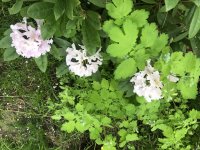 18A643F7-8860-4D55-BA77-E21434E4DC17.jpeg 18A643F7-8860-4D55-BA77-E21434E4DC17.jpeg