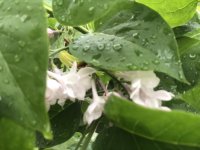 9C1B8199-A64F-4A7B-ABA4-367F1B12C3FA.jpeg 9C1B8199-A64F-4A7B-ABA4-367F1B12C3FA.jpeg