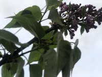 B67C6F99-C736-43B1-B3A1-991E812A602F.jpeg B67C6F99-C736-43B1-B3A1-991E812A602F.jpeg