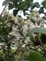 099B554A-E795-4E4D-9639-3B58B01BEEA8.jpeg 099B554A-E795-4E4D-9639-3B58B01BEEA8.jpeg