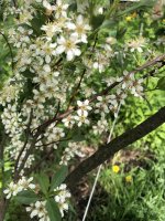 A9F8ABAD-1301-4DFE-A9E9-C0E6DF74112A.jpeg A9F8ABAD-1301-4DFE-A9E9-C0E6DF74112A.jpeg