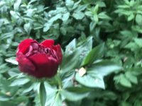 E26B74C4-9D0E-4BE0-A6BF-474A8BB40A53.jpeg