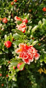 IMG_20230622_114335.jpg