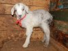 Dusya-Rafael-15-remont.jpg Dusya-Rafael-15-remont.jpg