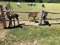 IMG_2677.jpeg