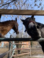 IMG_1630.jpeg