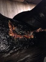 IMG_7996.jpeg