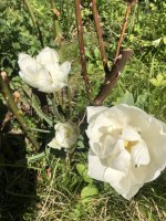 IMG_0867.jpeg