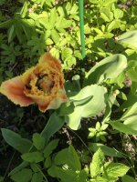 IMG_0875.jpeg