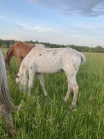 IMG_0810.jpeg