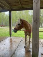 IMG_2446.jpeg