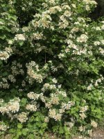 IMG_0921.jpeg