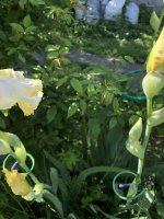 IMG_0936.jpeg