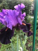 IMG_0943.jpeg