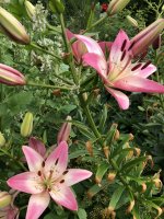 IMG_0973.jpeg