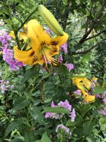 IMG_0976.jpeg