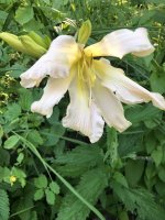 IMG_0982.jpeg