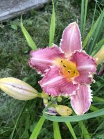 IMG_1009.jpeg