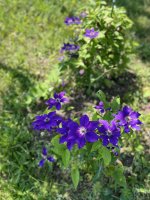 31CB3950-E228-4EE7-892D-6D72E220FBE9.jpeg