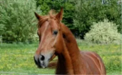 dahess%2011.webp