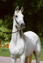 Matroobah_315_Aziziyah07.webp
