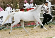 Saqiyah_0989_riy08.webp