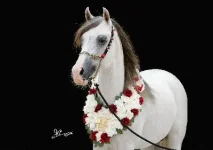 Lazam_db_401_moh08.webp