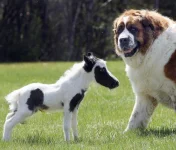 miniature-horse-do_1623563i.webp