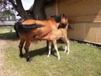 Photo-0015.webp