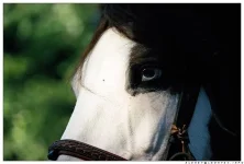 f1bd4e03b04f.webp