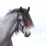 x_3c2659d8.webp
