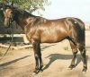 horse3_3.jpg