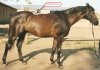 horse2_22.jpg