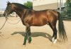 horse1_1.jpg