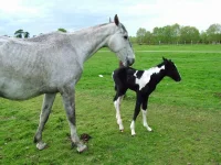 06.05.2010.webp
