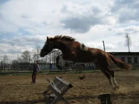 x_6d4684e4.webp