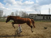 x_bc33cb47.webp