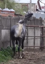 DPP_0034.webp