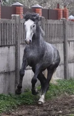 DPP_0040.webp