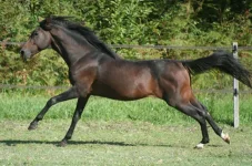 menjad1.webp