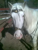 05042010(004)-001.webp