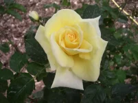 rosa3.webp